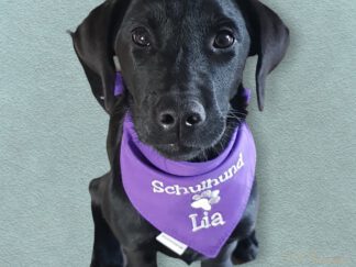 Hundehalstuch lila personalisiert