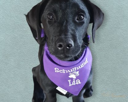 Hundehalstuch lila personalisiert